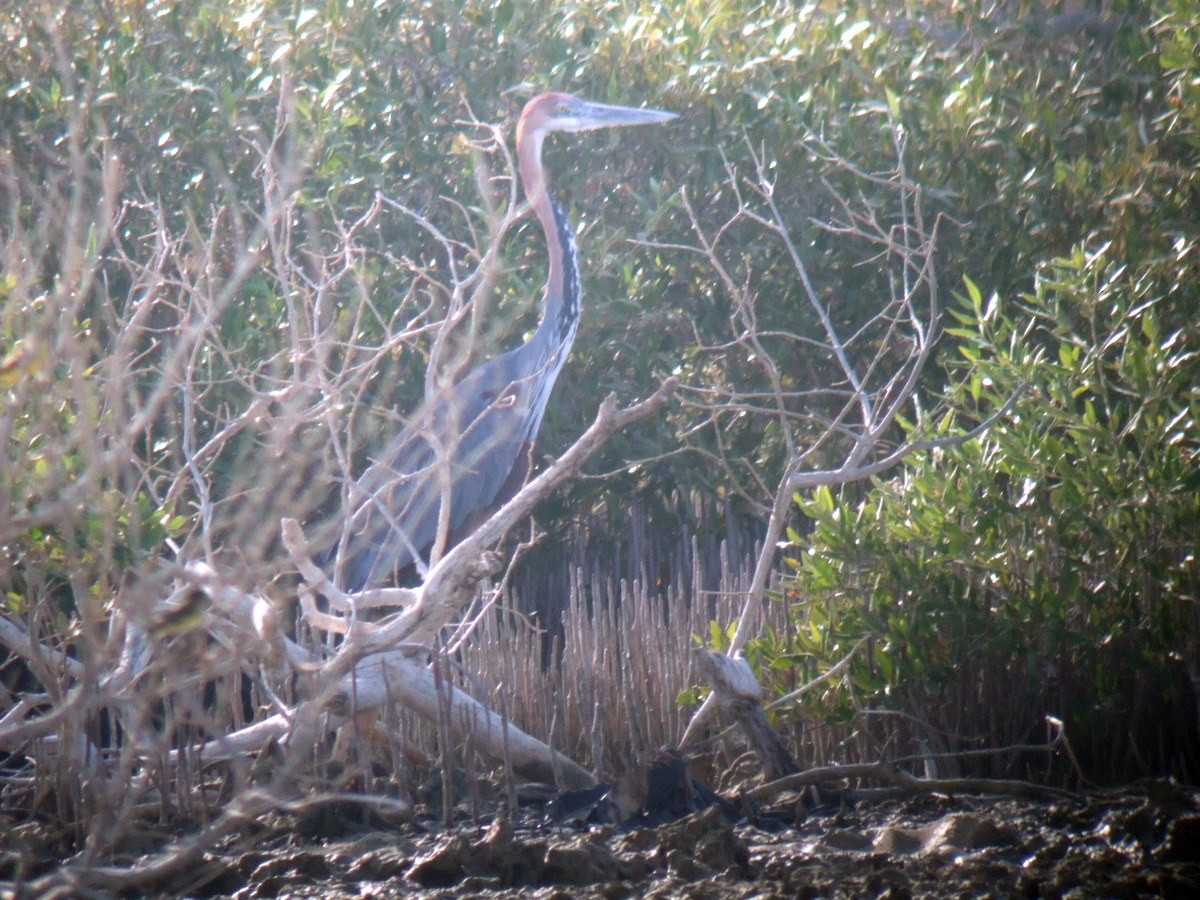 Goliath Heron - ML414851581