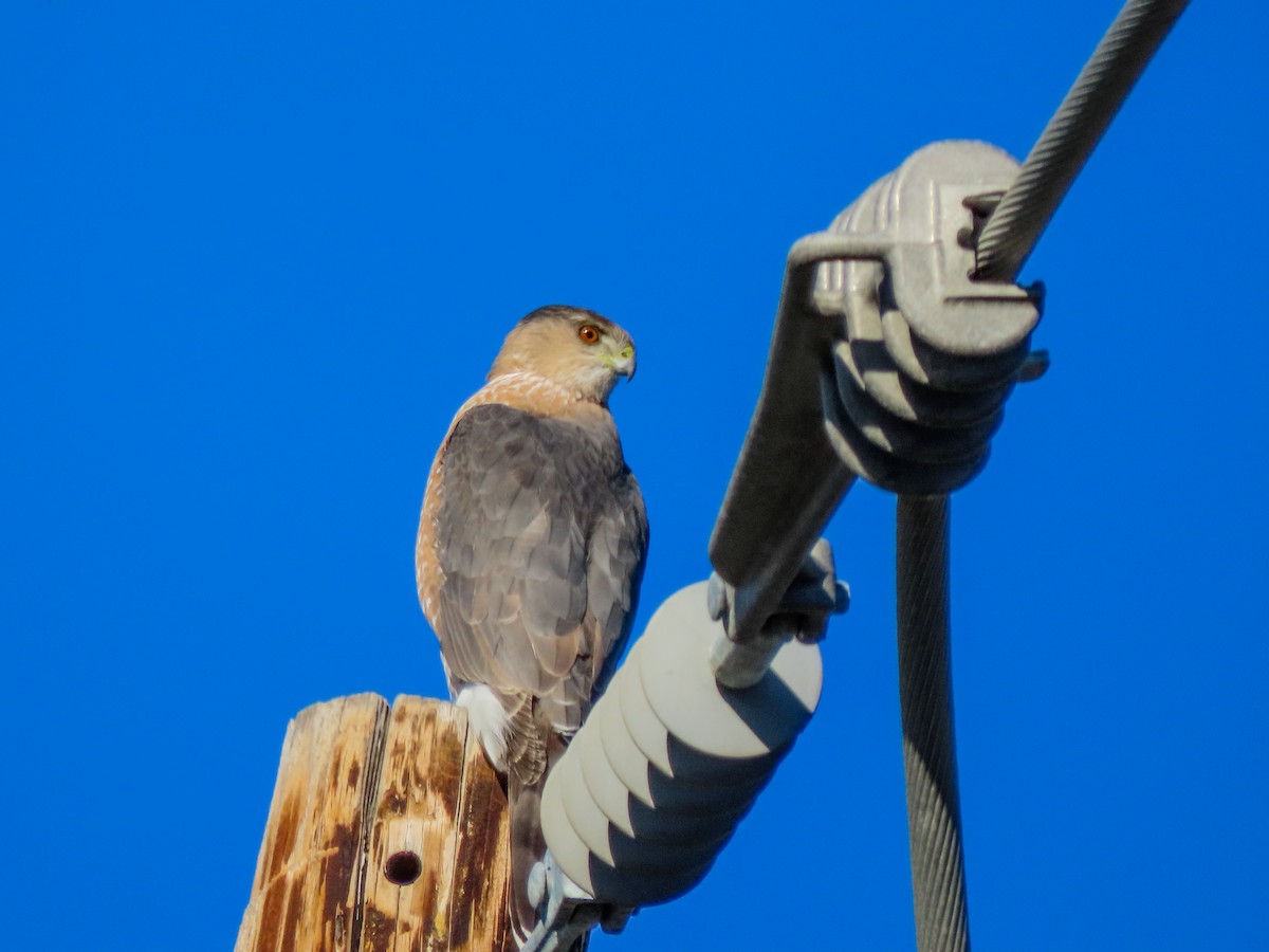 Cooper's Hawk - ML414851741
