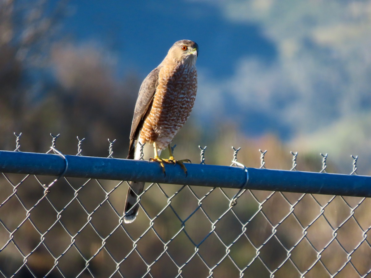 Cooper's Hawk - ML414851801