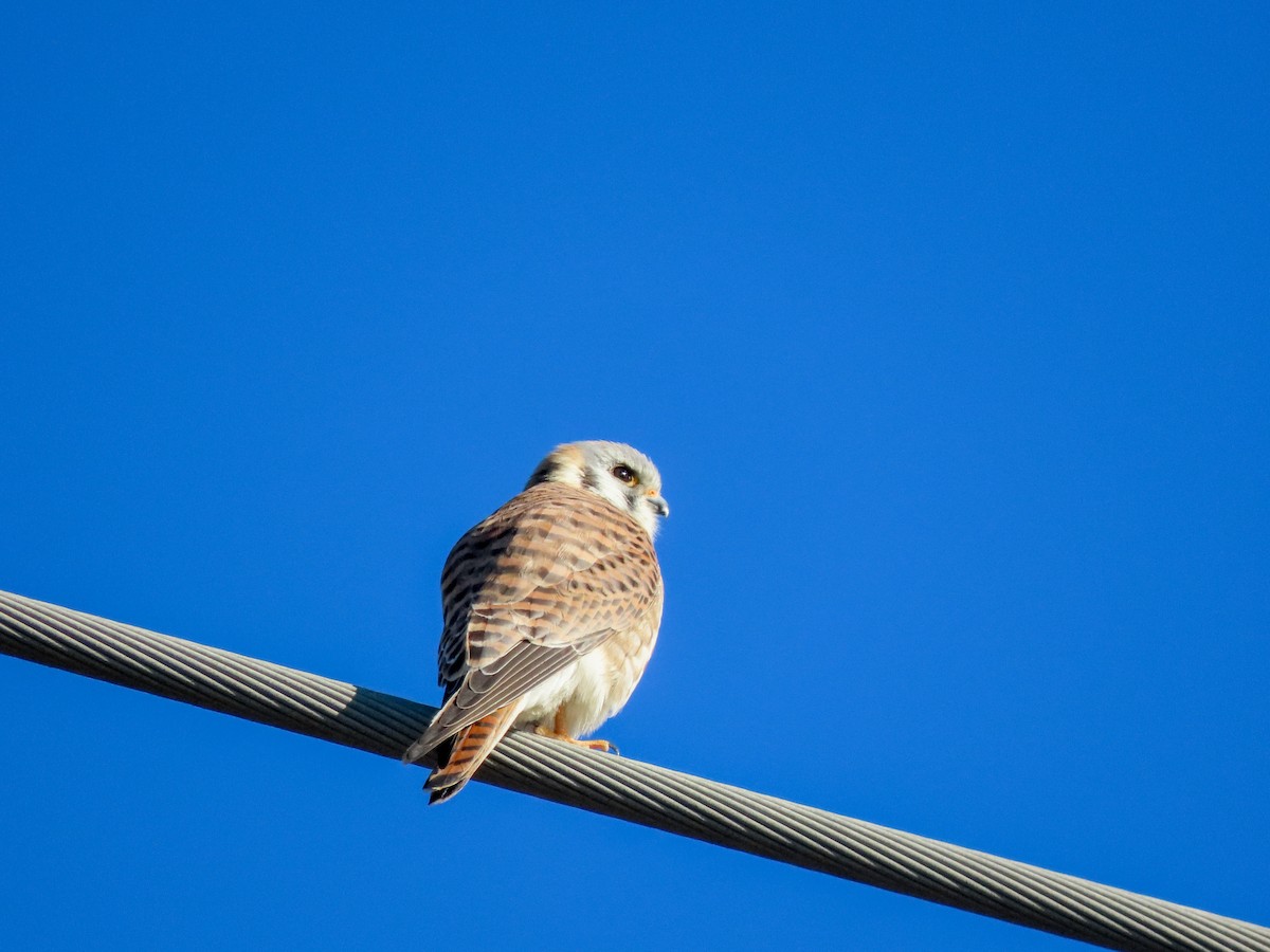 American Kestrel - ML414851931