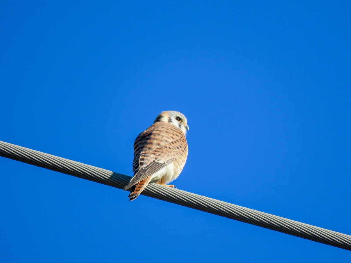American Kestrel - ML414851941