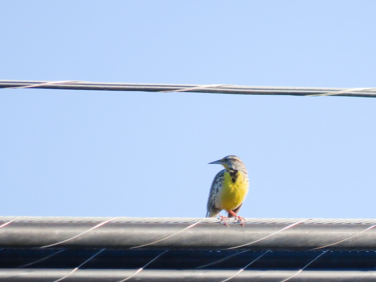Western Meadowlark - ML414852071