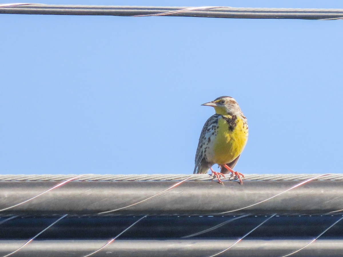 Western Meadowlark - ML414852091