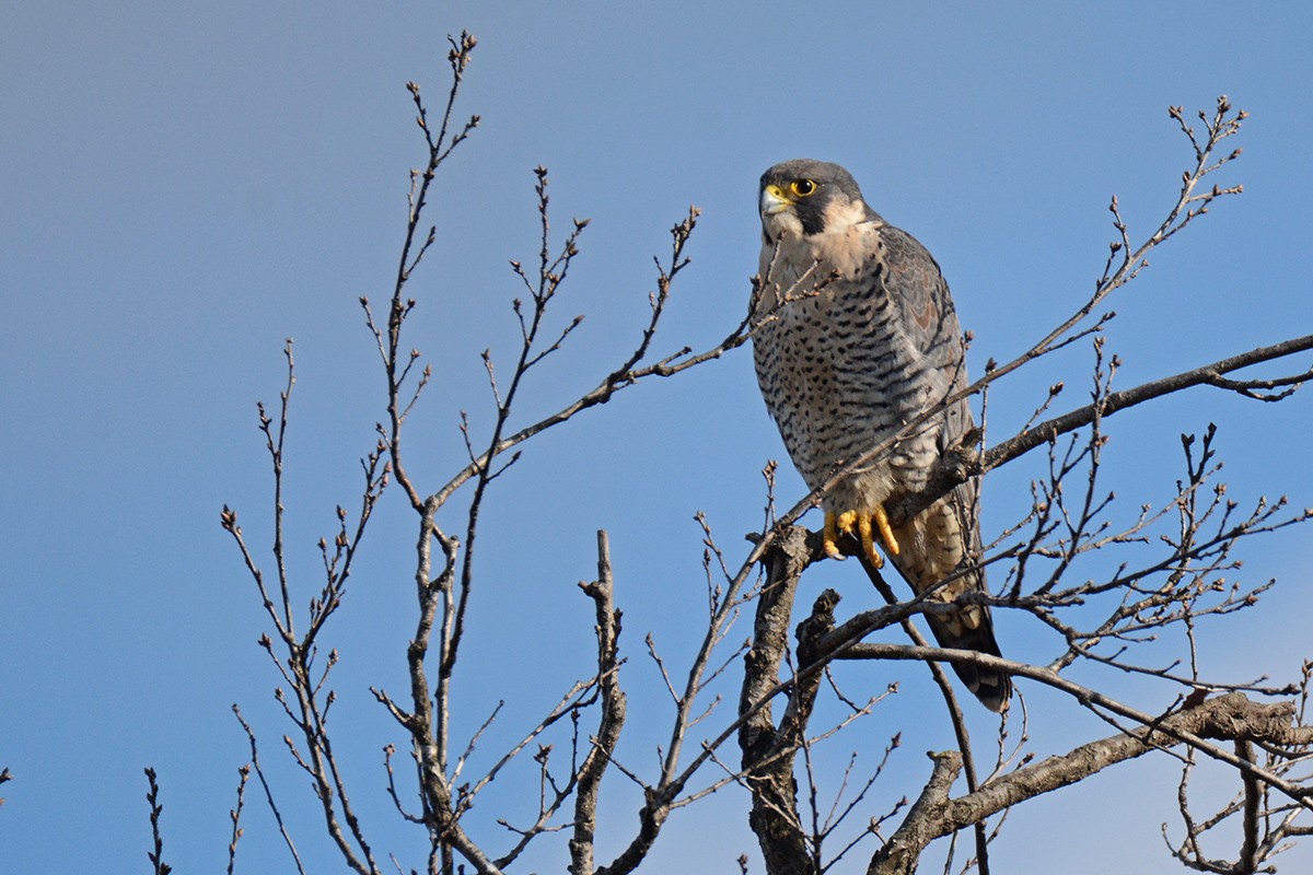 Peregrine Falcon - Murat Kocas