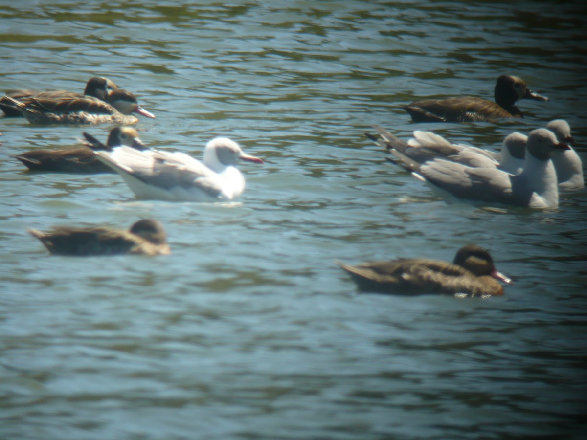 Gray-hooded Gull - ML414854081