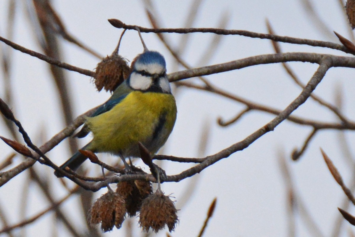 Eurasian Blue Tit - ML414856271
