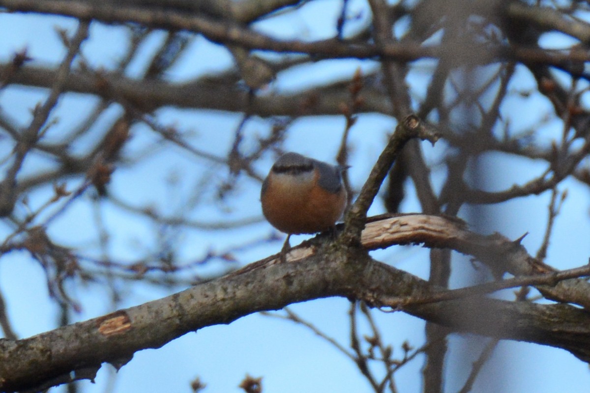 Eurasian Nuthatch - ML414857611