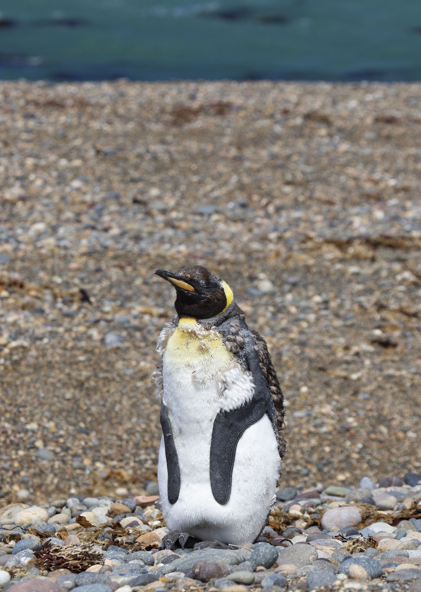 Королевский пингвин - ML414857871