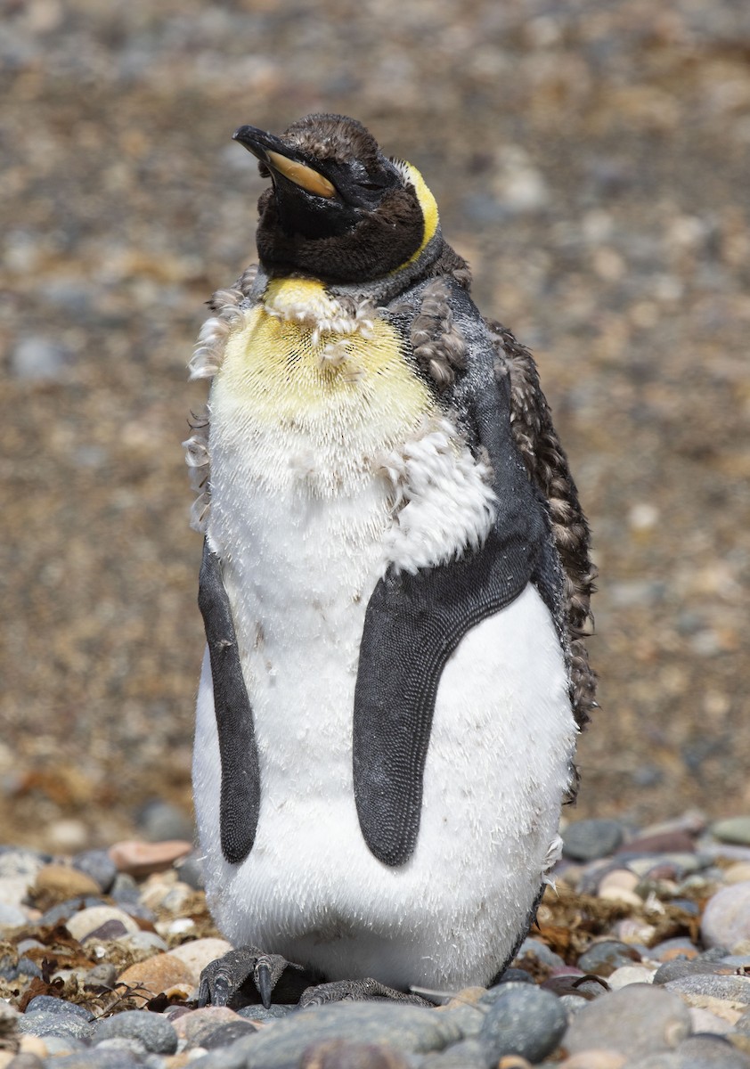 Королевский пингвин - ML414857881