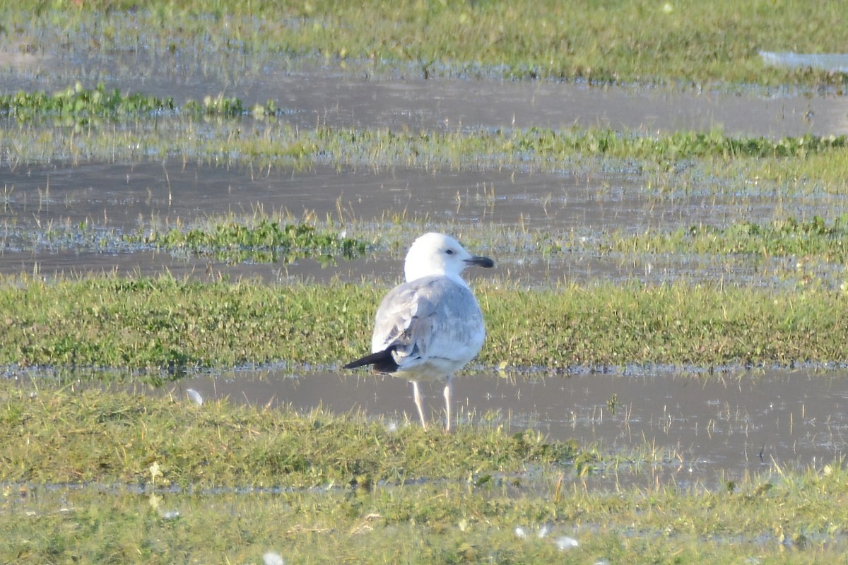 Caspian Gull - ML414858961
