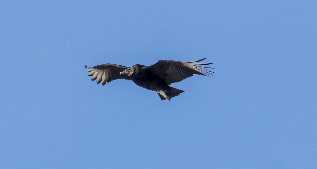 Black Vulture - ML414858971