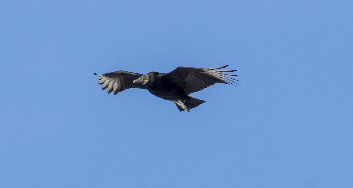 Urubu noir - ML414858971