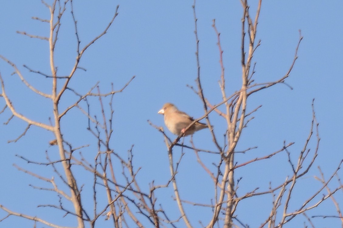 Hawfinch - ML414859031