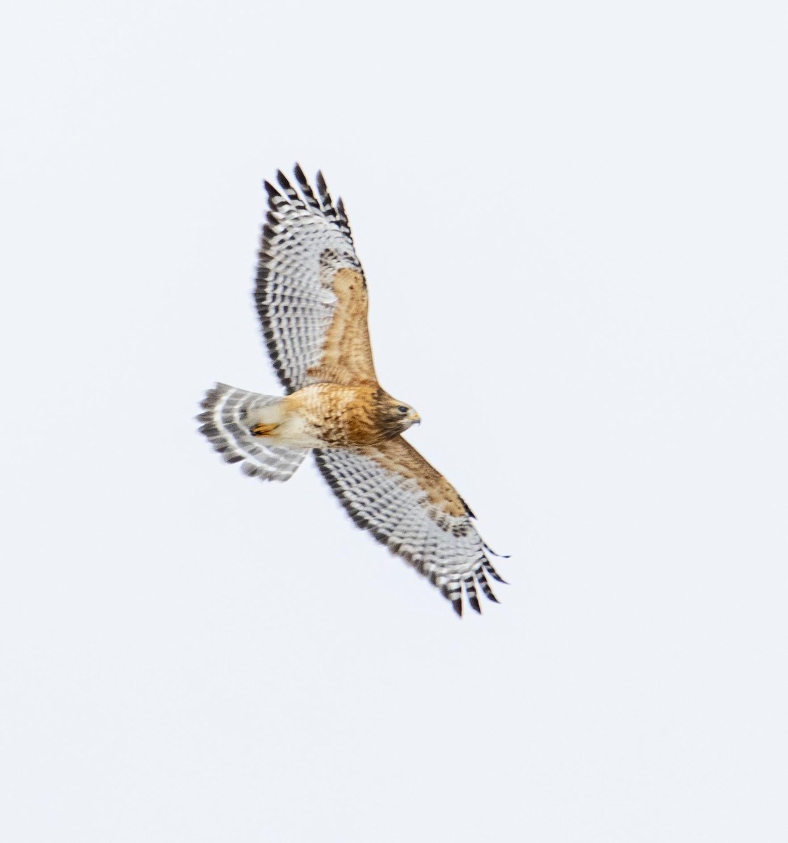 Red-shouldered Hawk - ML414859061