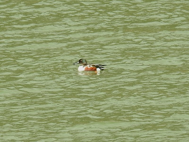 Northern Shoveler - 春雄 太田