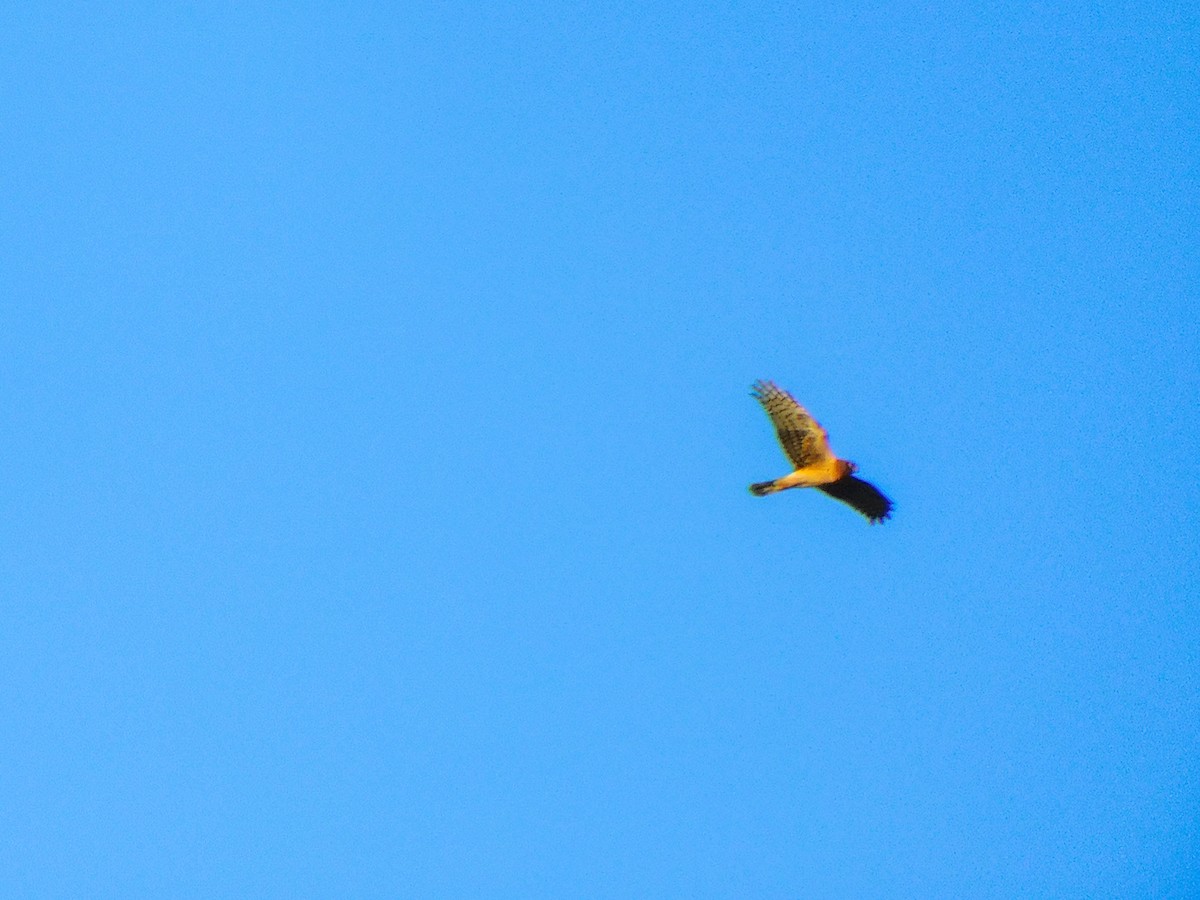 moták severoamerický - ML414859751