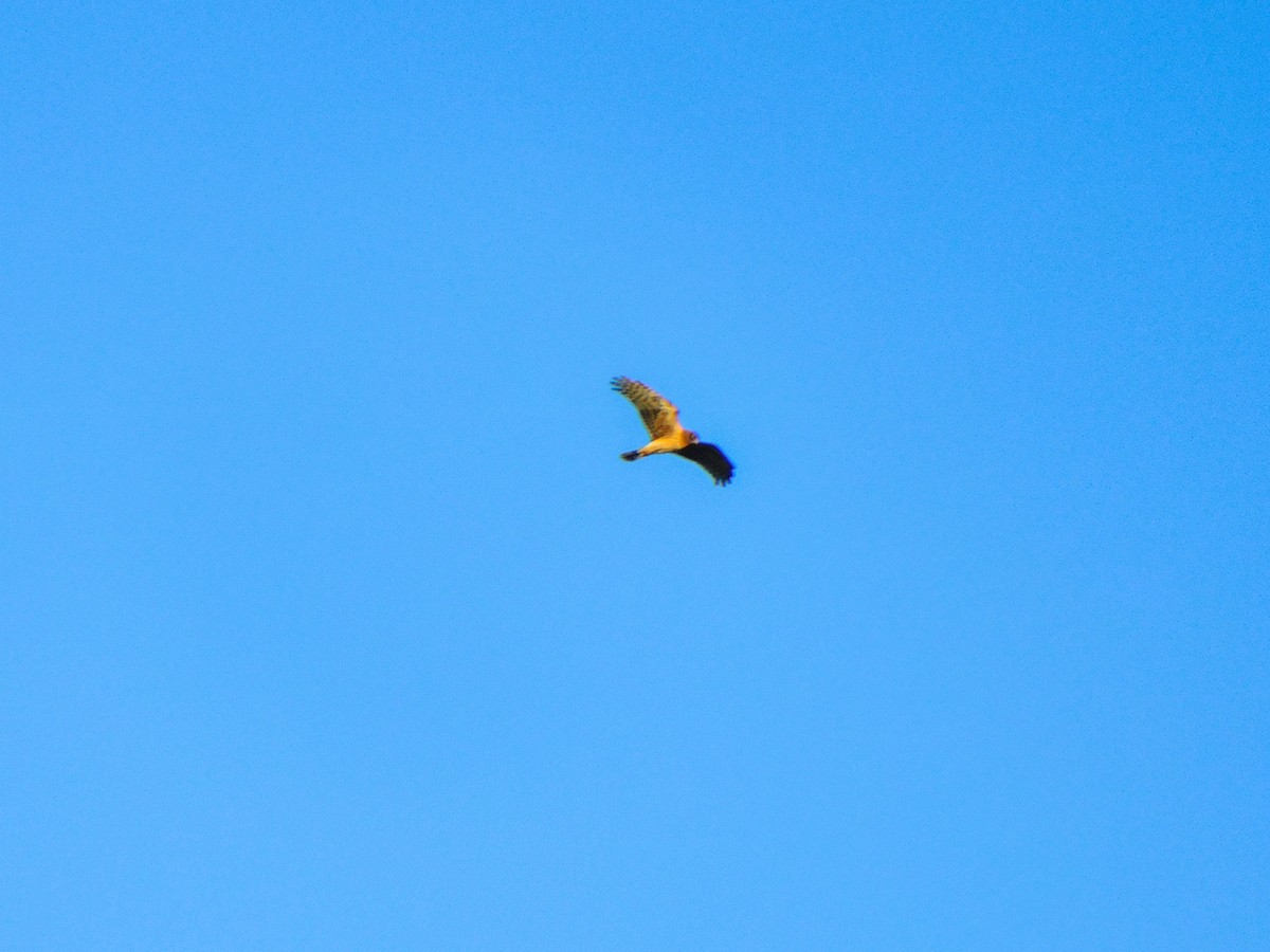 moták severoamerický - ML414859841