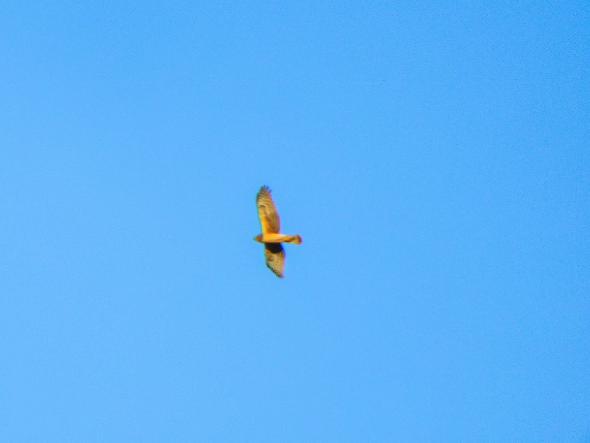 Northern Harrier - ML414859941