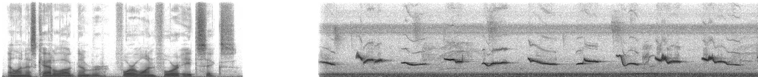 Clay-colored Thrush - ML41486