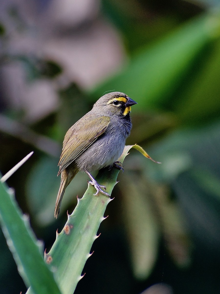 Yellow-faced Grassquit - ML414861671