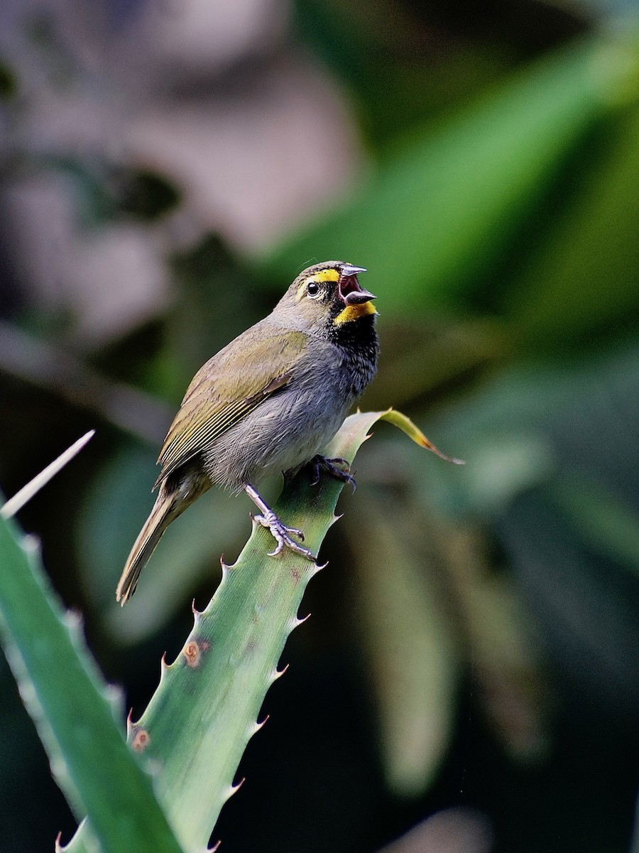 Yellow-faced Grassquit - ML414861791