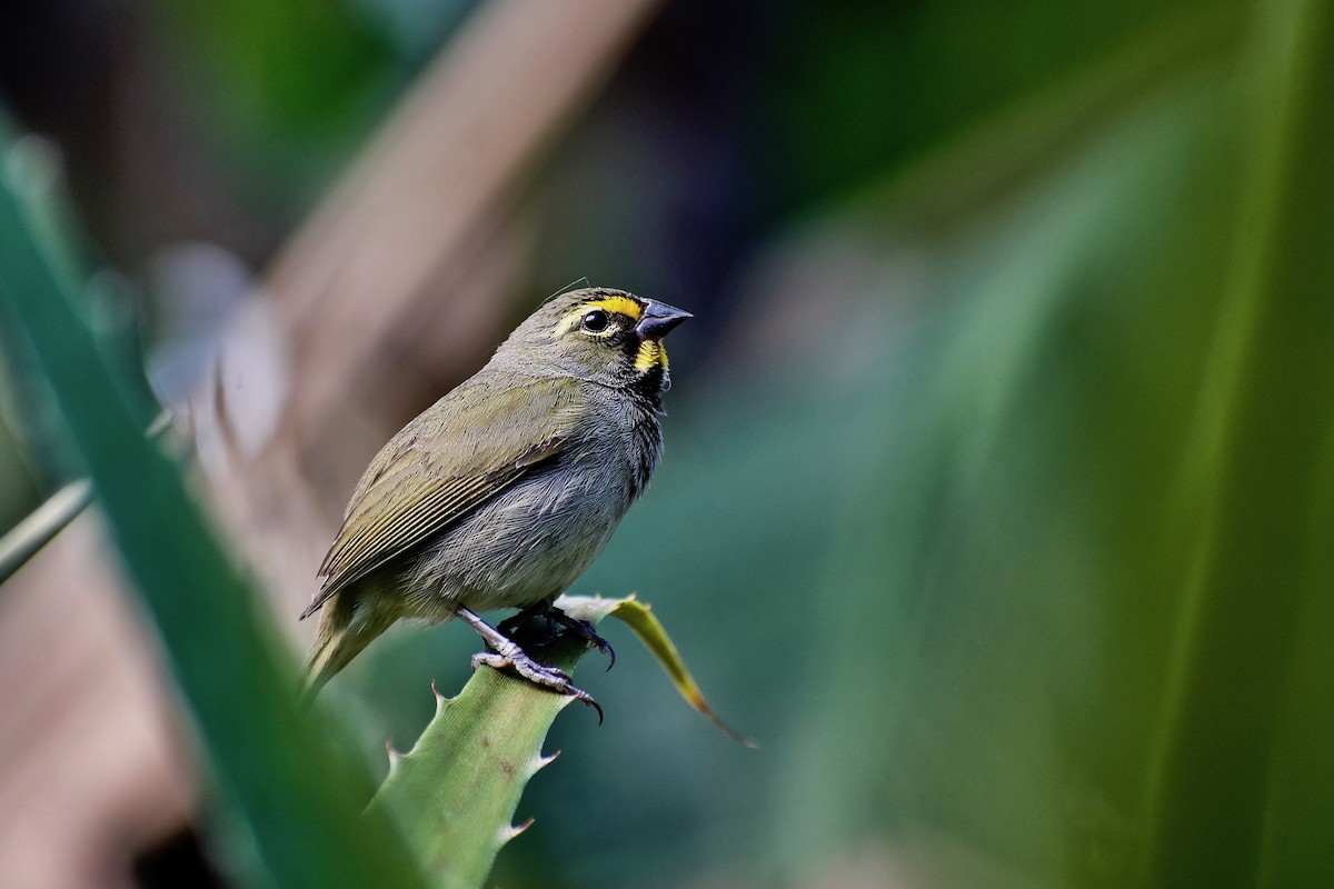 Yellow-faced Grassquit - ML414861911