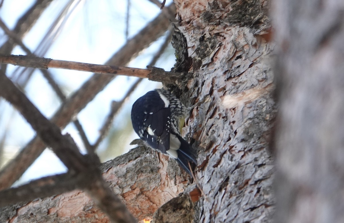 Williamson's Sapsucker - ML414862881