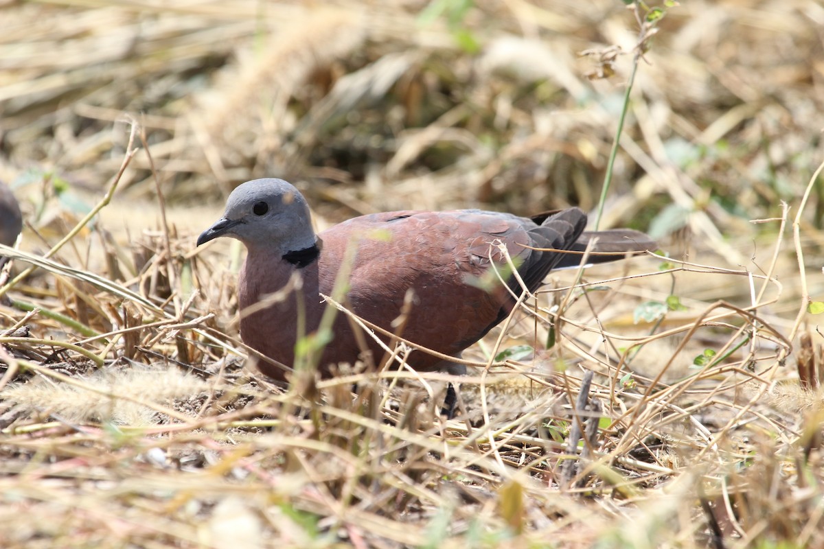 Red Collared-Dove - ML414867701