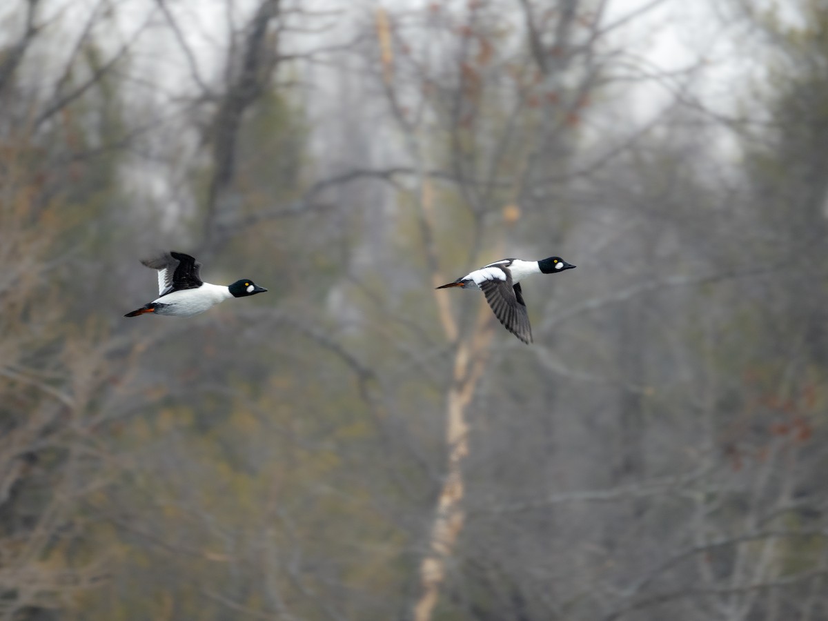 Common Goldeneye - Jason Carlson