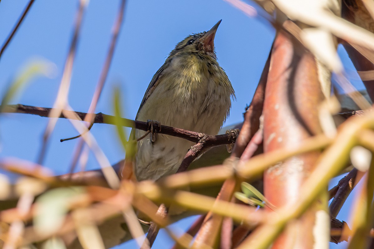 Tennessee Warbler - Louis Bevier