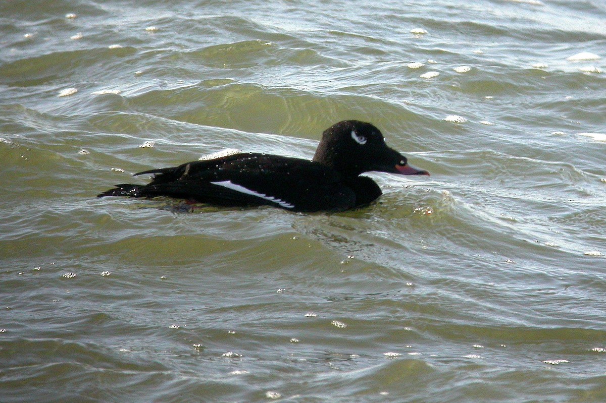 White-winged Scoter - ML414869981