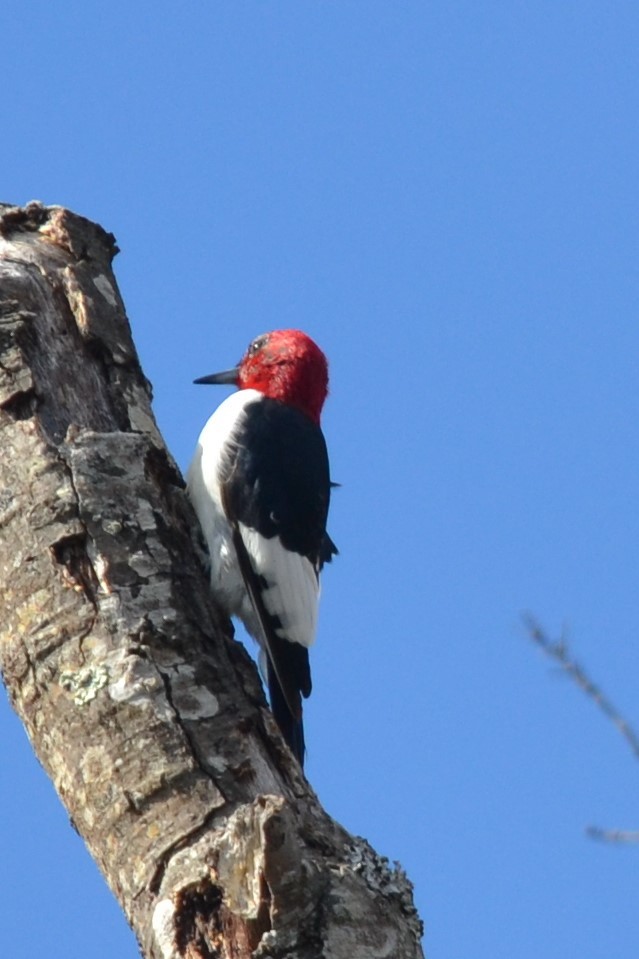 Red-headed Woodpecker - ML414870171