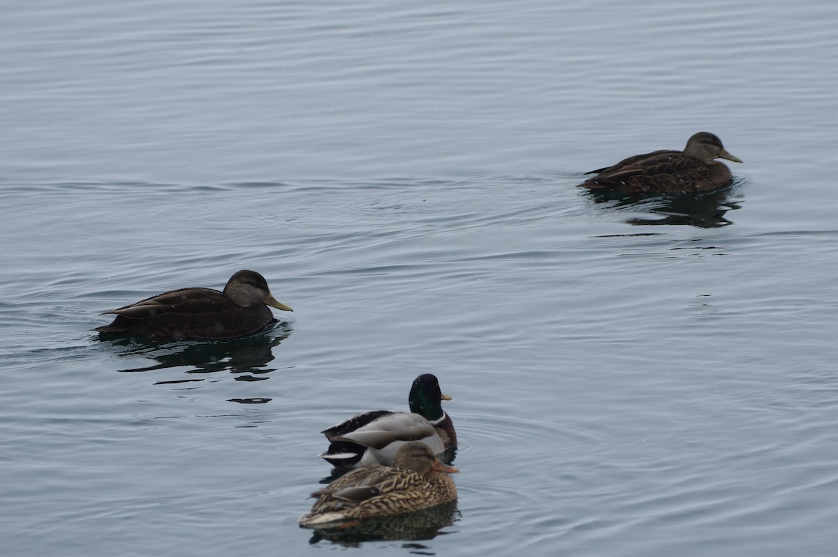 American Black Duck - ML414871511