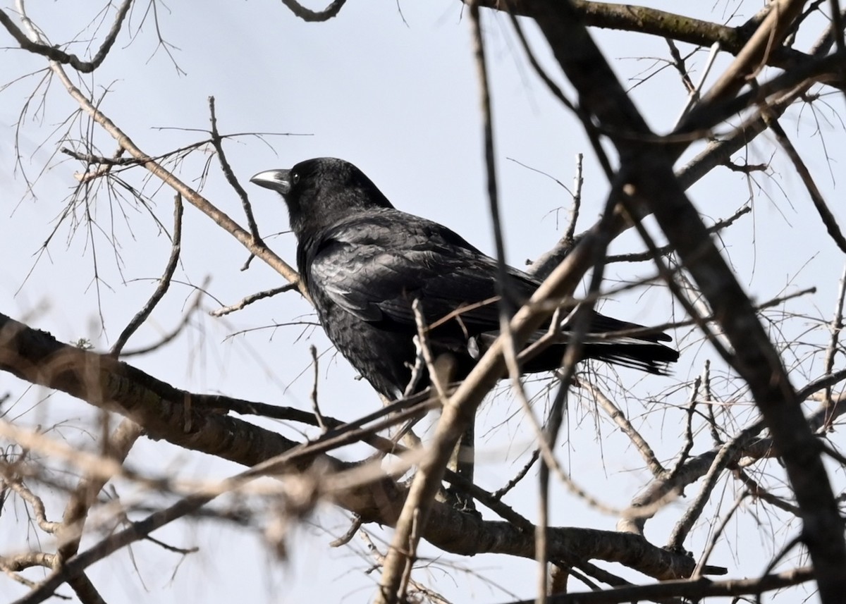 American Crow - ML414872651