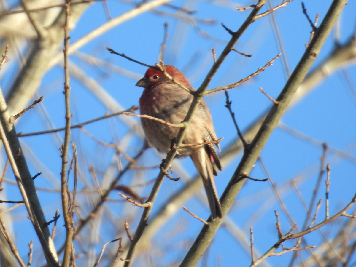 House Finch (Common) - ML414872931