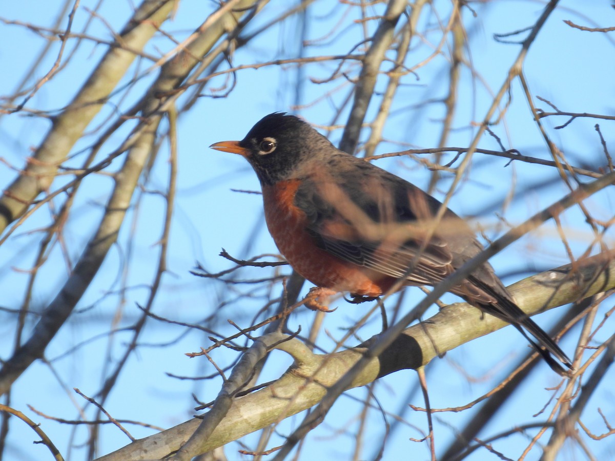American Robin (migratorius Group) - ML414873131