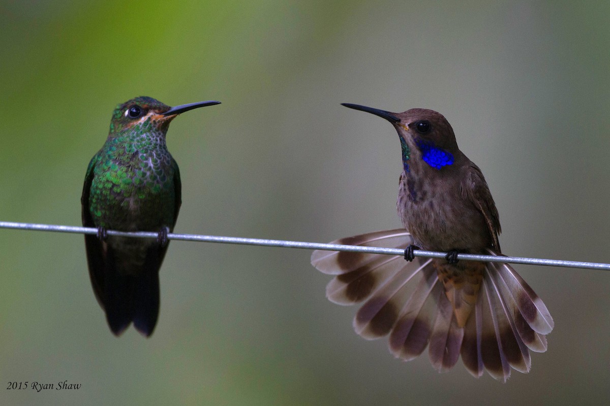 Brown Violetear - Ryan Shaw