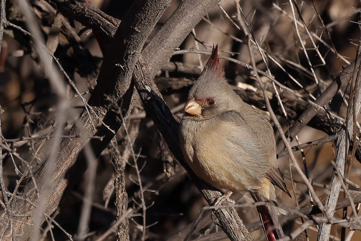 Cardinal pyrrhuloxia - ML414873721