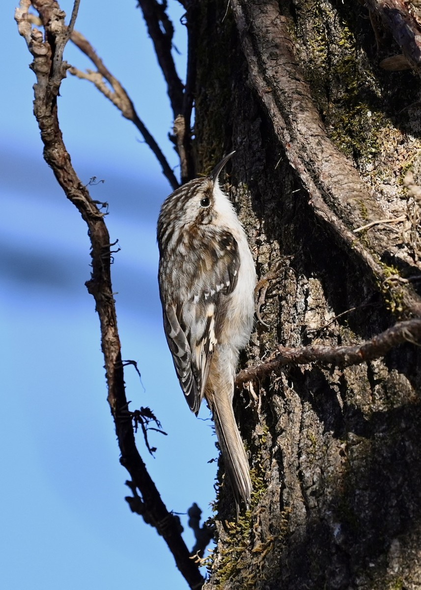 Brown Creeper - ML414873901