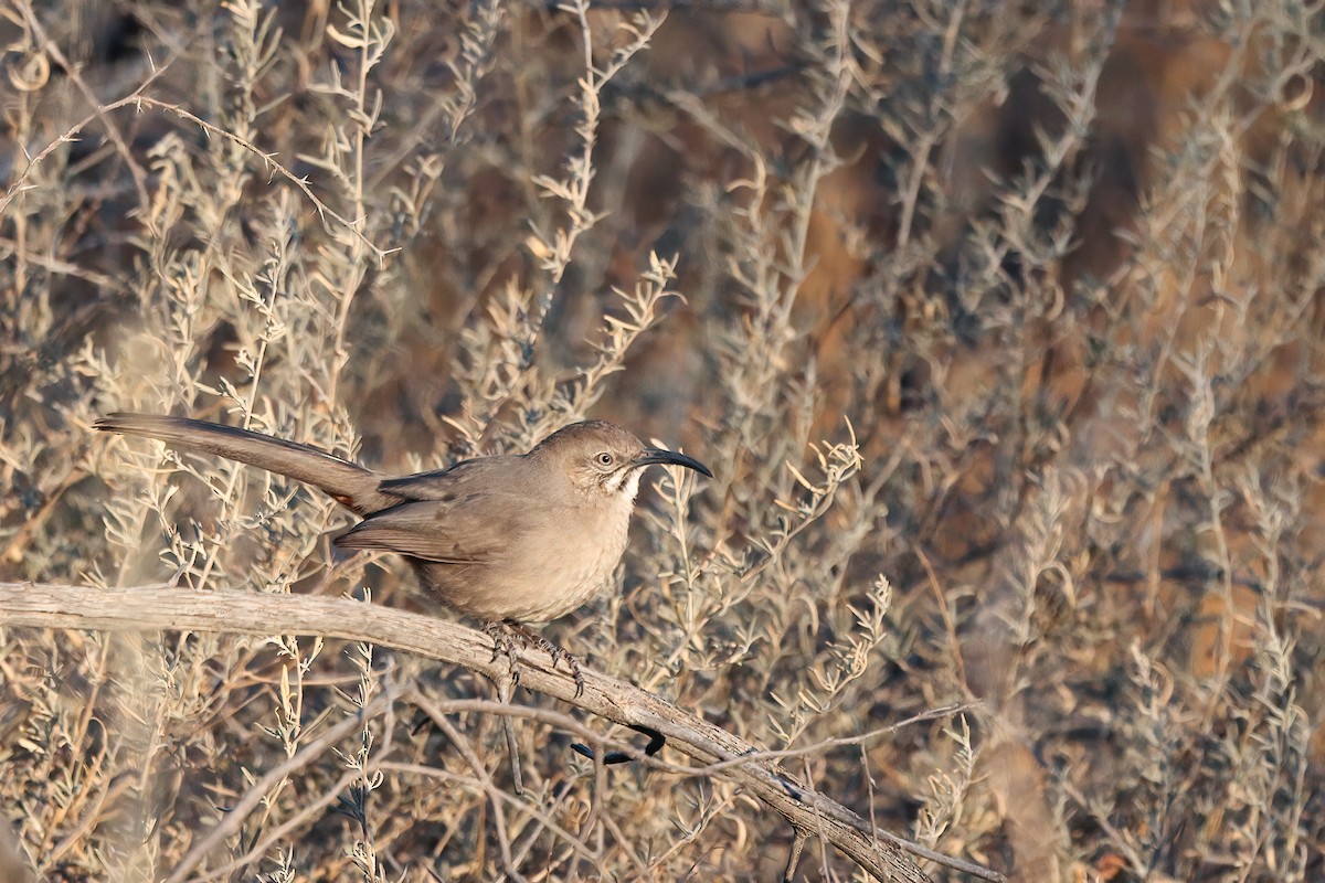 Crissal Thrasher - ML414874401