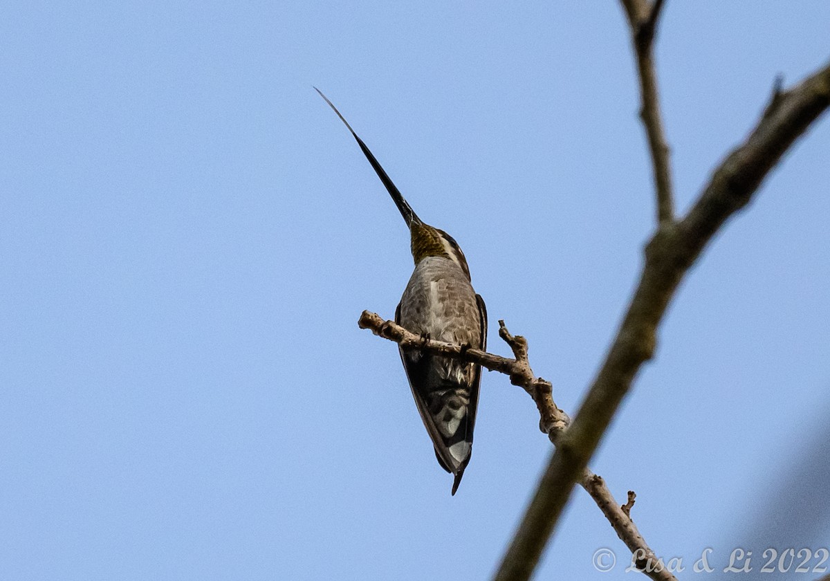 kolibřík achátový - ML414874841