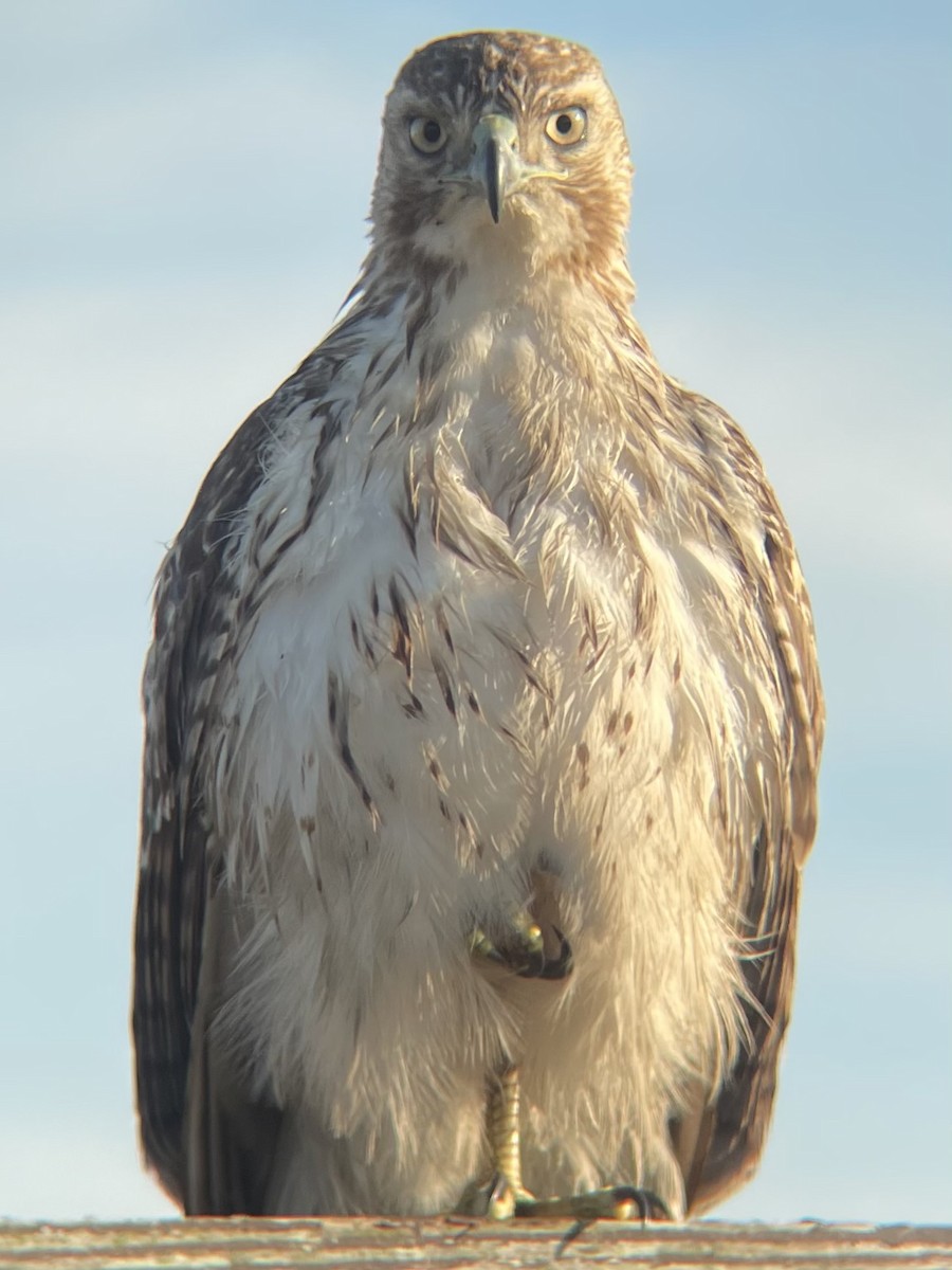 Red-tailed Hawk - ML414875281