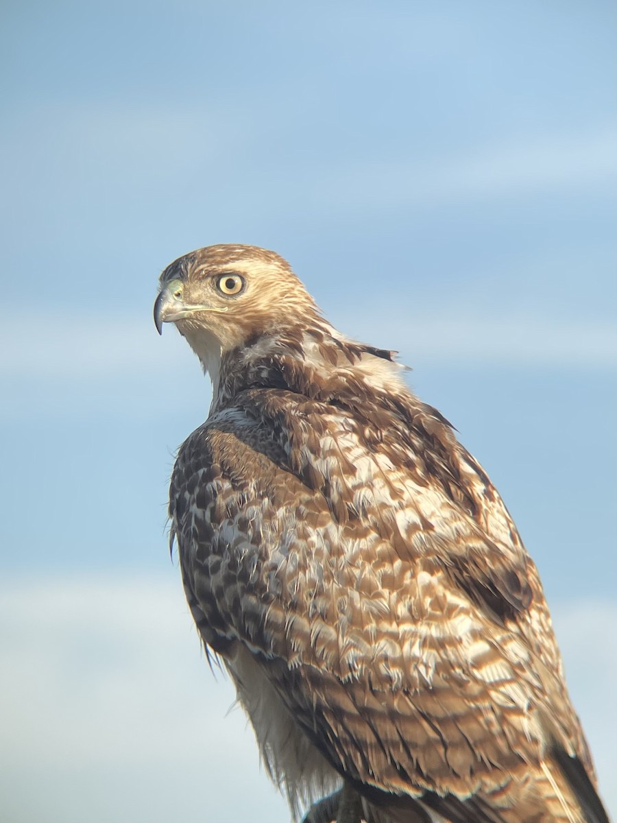 Red-tailed Hawk - ML414875301