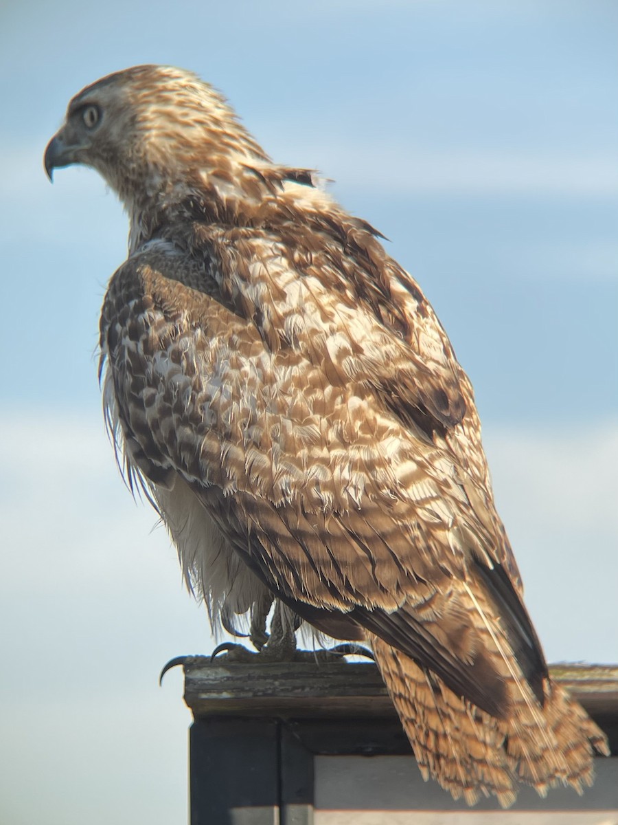 Red-tailed Hawk - ML414875311