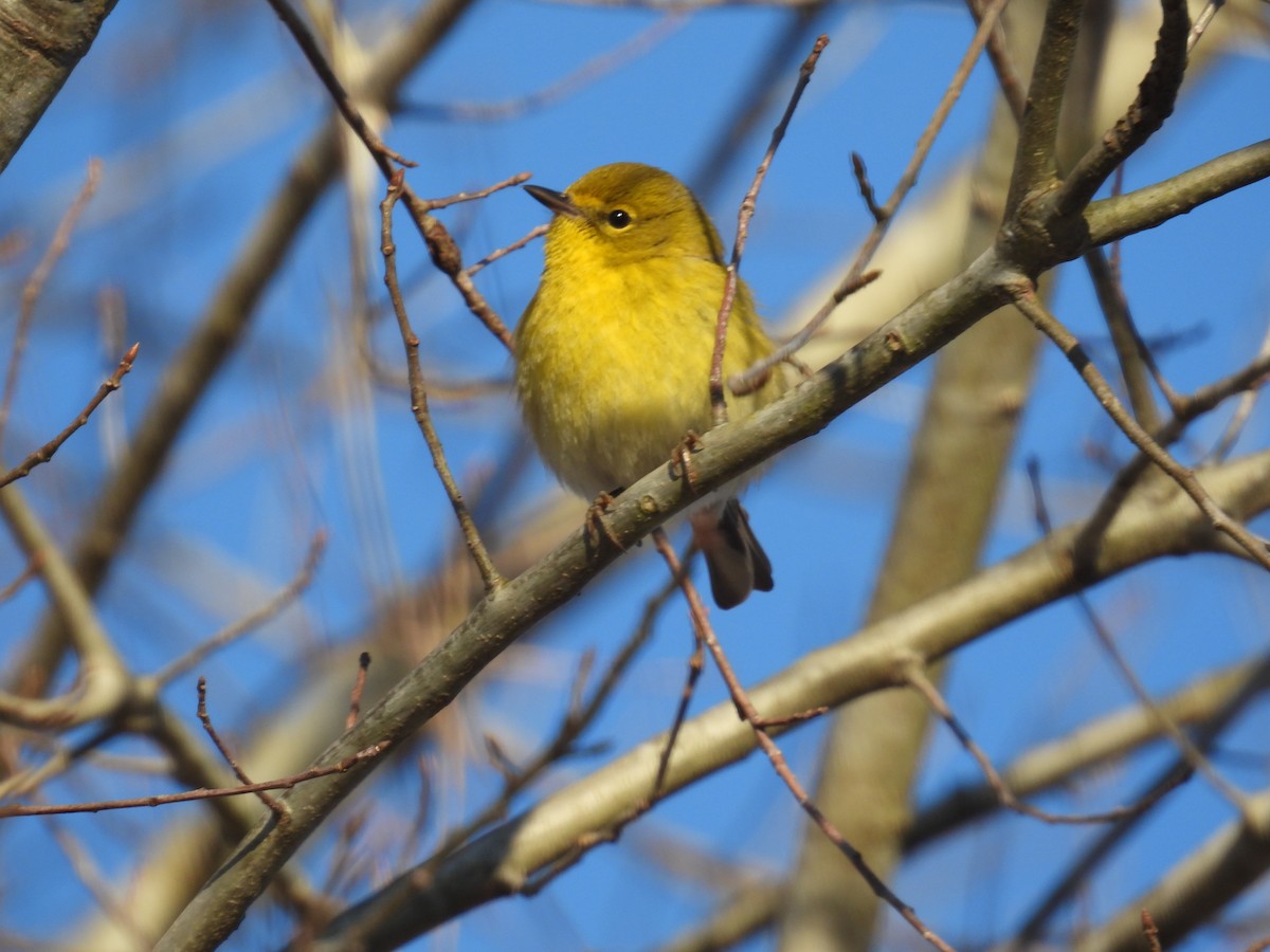 Pine Warbler - ML414875931