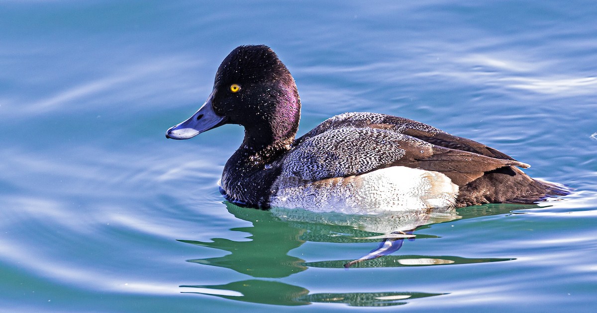 Lesser Scaup - ML414876471