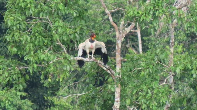 King Vulture - ML414876811