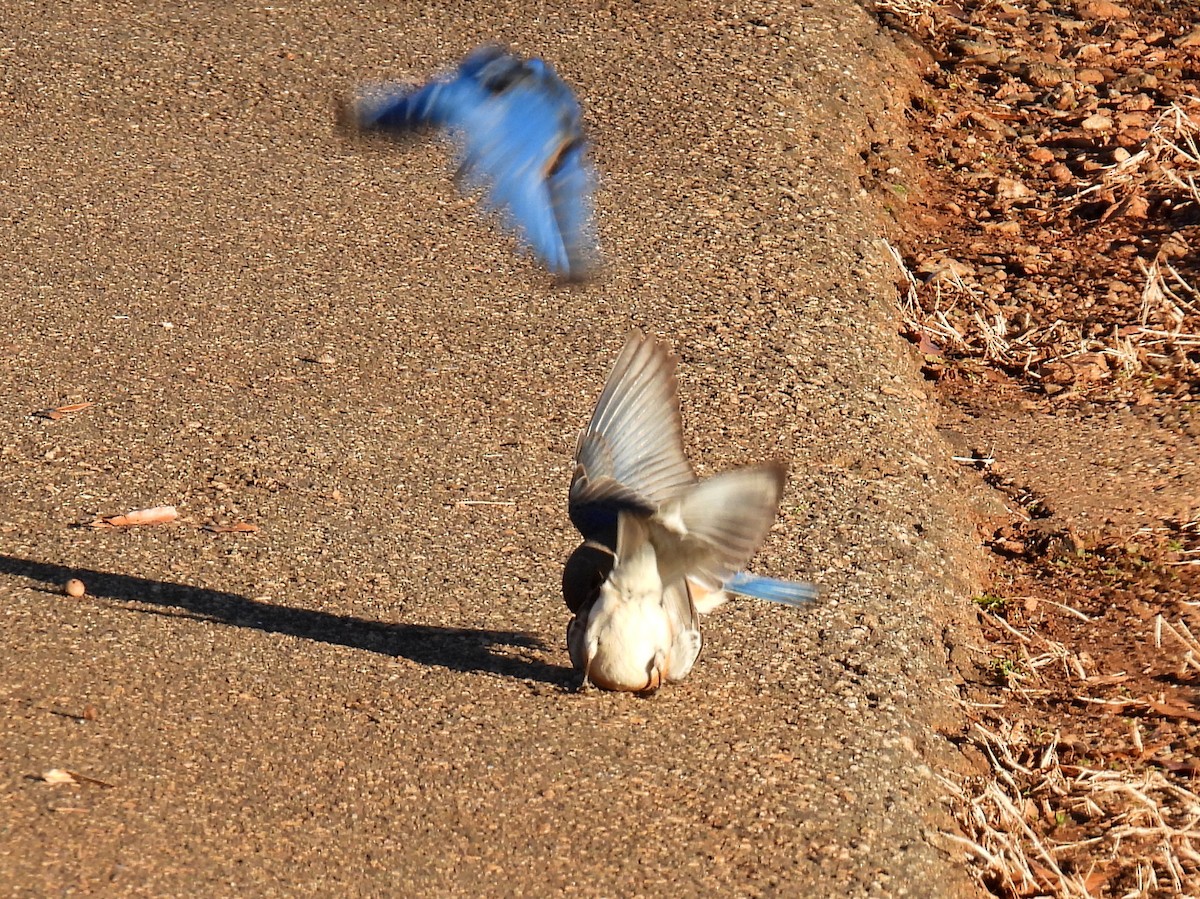 Eastern Bluebird (Eastern) - ML414877611