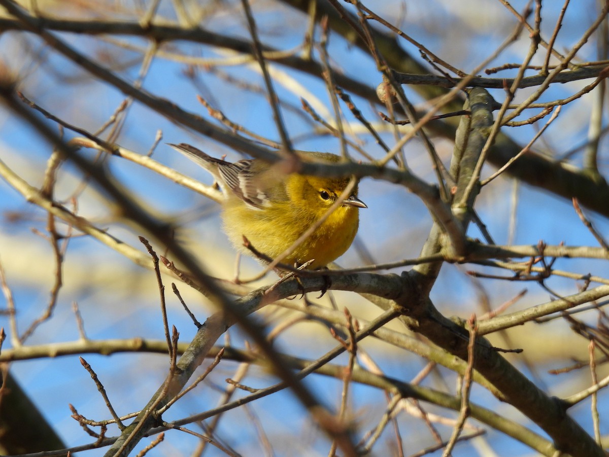 Pine Warbler - ML414877711