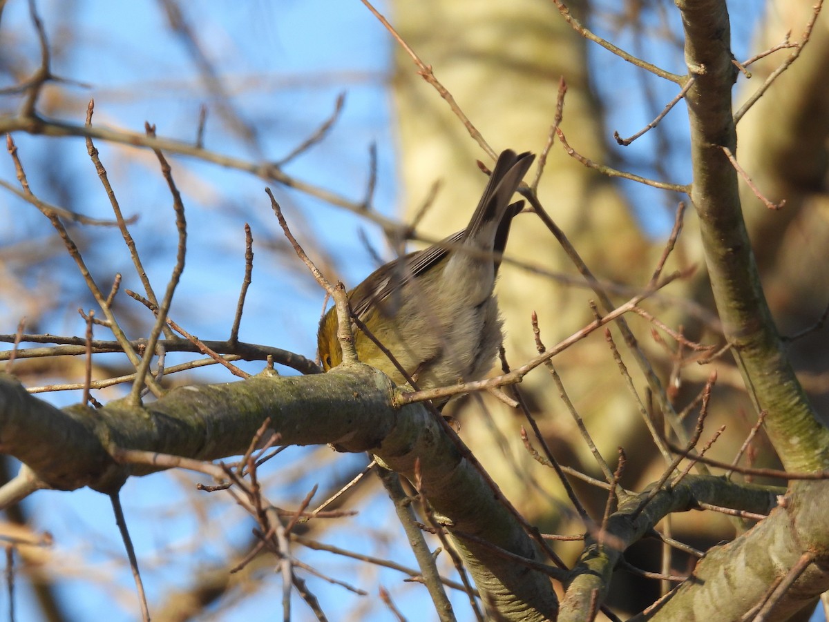 Pine Warbler - ML414877921